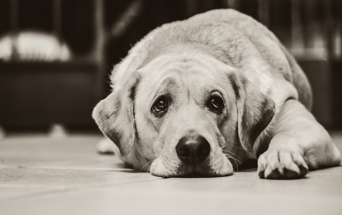 sad dog
